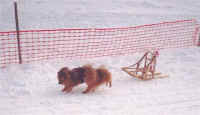 Toy Dog Race at Princeton, BC