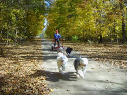 Dawn Finch : Nontraditional Dog Team