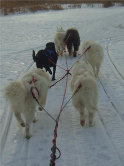 Dawn Finch : Nontraditional Dog Team