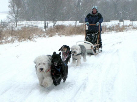 Dawn Finch : Nontraditional Dog Team