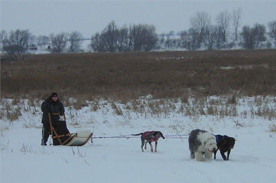 Dawn Finch : Nontraditional Dog Team