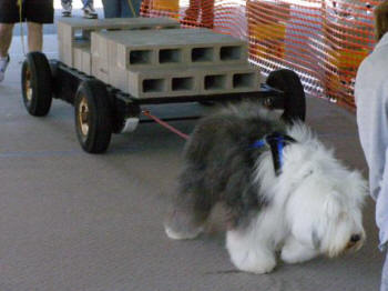 Chewie : Weight Pull