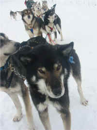 Alaskan Husky Dog Team