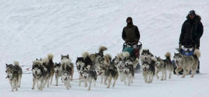 Sarah Wilfahrt Photo : Malamute Ranch & Pawsatch Snow Dogs teams