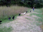 Killian taking his puppies for a walk. Aniscar Kennel