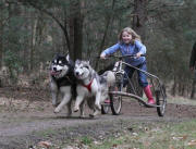 Lindsey Cox Photo: Malamute pups taking a human pup for a ride. 