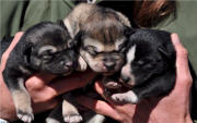 NPS photo/Jamie Dittmar : 2012 Denali Nat'l Park Puppies