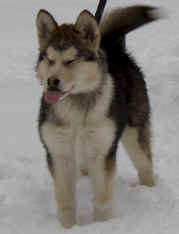 Bert-Jan Elfrink Puppy in Snow