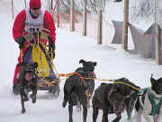 Jiri Krejci, 6 dog sprint winner in the Euorpean Championships