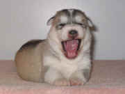 Sibersong Puppy