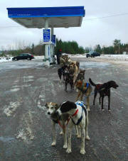 David Gill Photo: 20 Dogs at the Pump