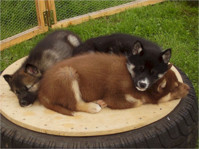 Greenland Puppies