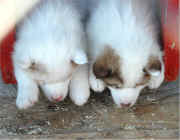 Jo Kelly's 5-week old Canadian Eskimo Dog pups