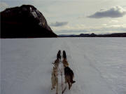 Pete Neilson's team on Coghlan Lake, Yukon