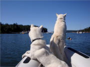 Capt. Larry Roxby Photo : The Flying Furs enjoying a boat ride