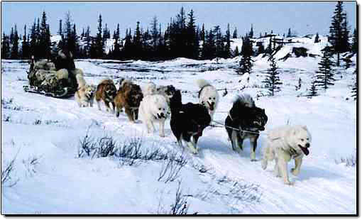 http://www.sleddogcentral.com/images/Canadian_Eskimo_Dog_Team2.jpg