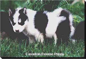 Canadian Eskimo Puppy