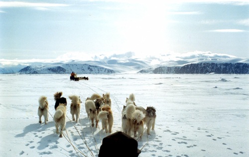 Inuit Dog Sleds