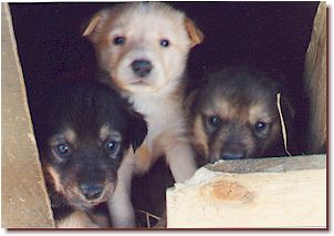 Pedro, Rubia, and Stubby as puppies