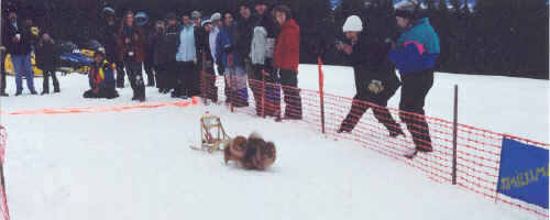 Toy Dog Race