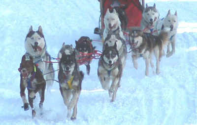 Dave Wurts's 12-Dog team near the finish of the 22 mile Open class