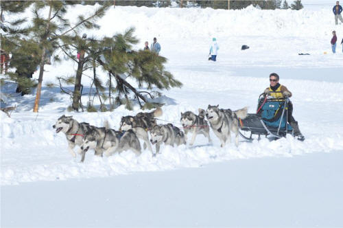 Gery Allen's Malamute team at White Mountain Winter Games