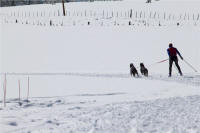 1-2 Dog Skijoring