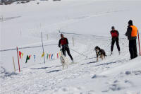 Sport Skijoring