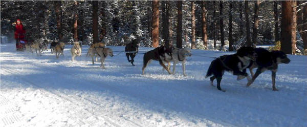 April Cox Photo : Pat Campbell's Team at Siskiyou Race