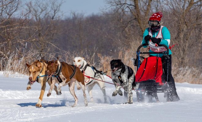 Niina Baum and her sled are pulled by a team of four dogs. | Article Credit: Eileen Persike