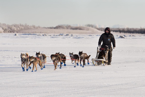 Mike Williams Jr. of Akiak crossed the finish line in first place at the Holiday Classic Dog Sled Race on January 8, 2016 in Bethel. CREDIT KATIE BASILE / KYUK