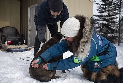 Bryan Jones helps hold his dog Rosco as Liz Millman, a veterinarian with Chena Veterinary Clinic, administers a rabies vaccination outside Jones’ home in Ambler on April 9. - Photo by Emily Mesner / ADN Bryan Jones helps hold his dog Rosco as Liz Millman, a veterinarian with Chena Veterinary Clinic, administers a rabies vaccination outside Jones’ home in Ambler on April 9. - Photo by Emily Mesner / ADN