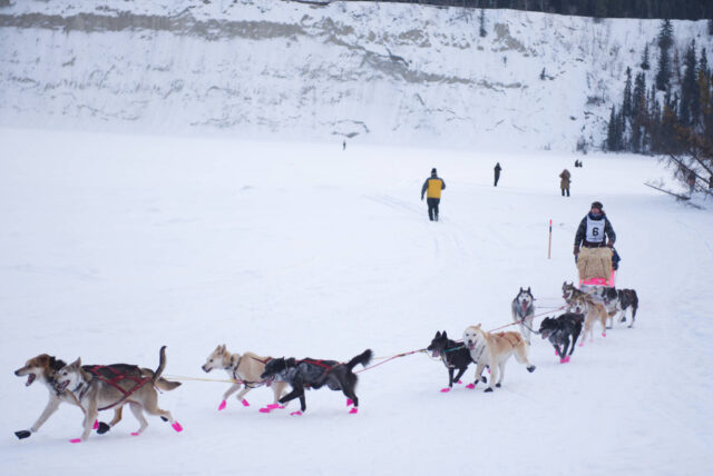 The Yukon Quest sled dog races depart Shipyards Park in Whitehorse on Feb. 11. Yukon dog mushers are an example of Yukoners affected by the Animal Protection and Control Act. | Article: DanaHatherly, Image:Jim Elliot - Yukon News
