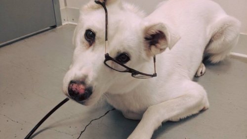 From GoFundMe From GoFundMe