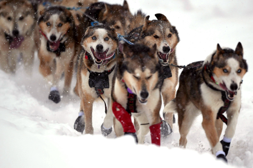 Dogs from Aliy Zirkle’s team run during the 2020 Iditarod Sled Dog Race. Photo: Lance King/Getty Images