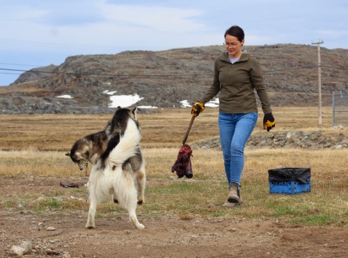 Amber Aglukark feeds a piece of seal to the dog team she helps out with in Iqaluit. (Photo by Emma Tranter)