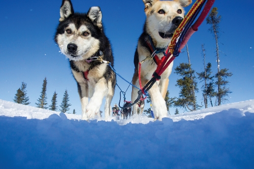 A well-oiled team of sled dogs can be a moving experience in more ways than one.
