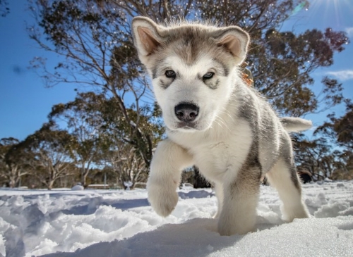 Pic by Karl Gray Media. Pic by Karl Gray Media.