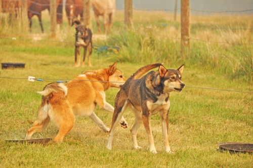 Local physician opens up her property for 60 dogs and numerous horses