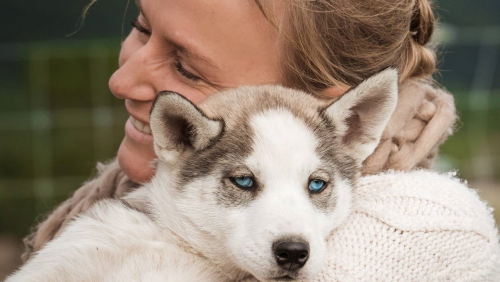 One of three new puppies at Timberline Racing Kennels - always keen for cuddles.