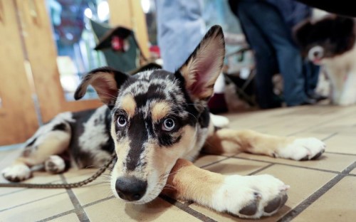 Echo, a husky-Australian shepherd mix owned by Ashley Wereley, relaxes during the John Beargrease Sled Dog Marathon’s cutest puppy contest in 2017. (File / News Tribune)
