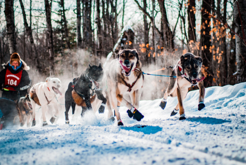 2019 John Beargrease Photo Contest Winner by Collin Nawrocki 