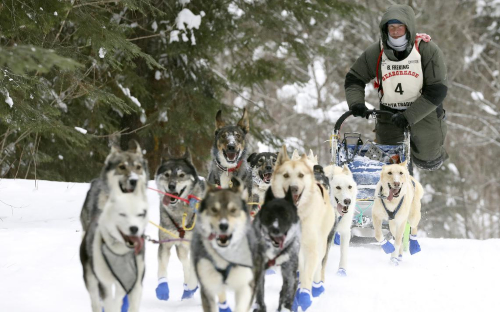 Beargrease marathon racer Blake Freking peddles to help his team up a hill near the Caribou Trail during the 2019 marathon, which he won. Steve Kuchera / skuchera@duluthnews.com