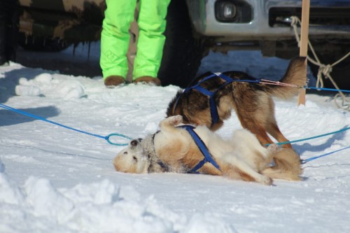 A sled dog takes a snow bath after finishing a race April 17. The dogs had run far out past the edge of the coastline, so chances are the pooch earn it. Eric Bowling/NNSL photo