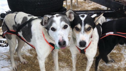 Photo: Aaron Peck And Elevation Sled Dog Adventures Facebook page