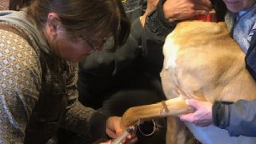 Dr. Mary Ann Lila will be hosting 7 Alaskans at NC State Dr. Mary Ann Lila will be hosting 7 Alaskans at NC State