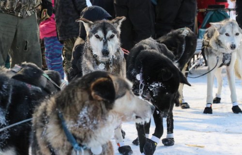 Sled dogs get ready to race during the 2020 Bogus Creek 150 Sled Dog Race in Bethel, Alaska on Jan. 18, 2020. CREDIT GABBY HIESTAND SALGADO / KYUK