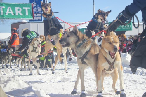 Musher Gregg Vitello