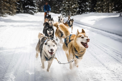Unnamed Musher racing their dogs