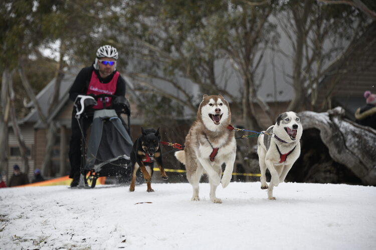 Get ready for all the thrills, spills and dogs at this year Get ready for all the thrills, spills and dogs at this year